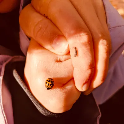 ladybug