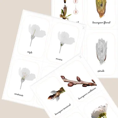 Montessori cards